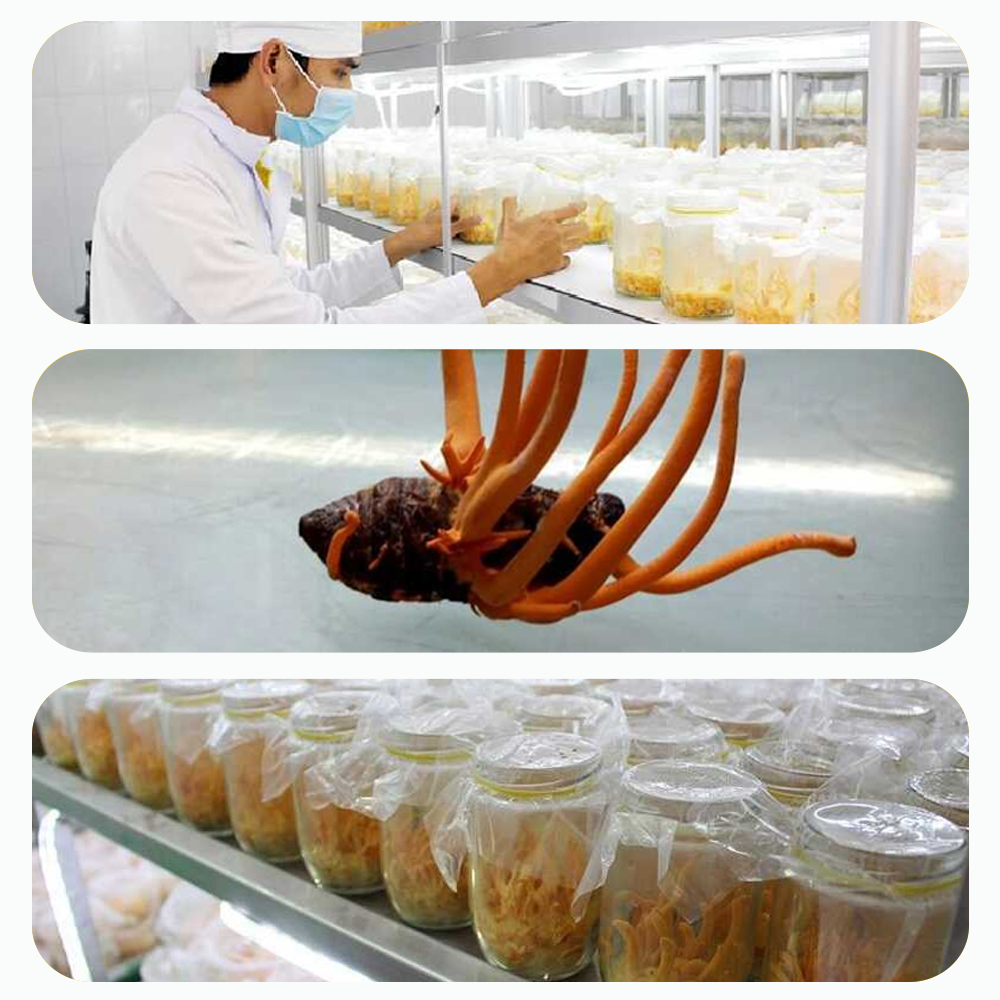  Nơi bán Đông trùng hạ thảo Toro - Sấy thăng hoa nguyên sợi cải thiện chức năng sinh lý - Hũ 10g mới nhất