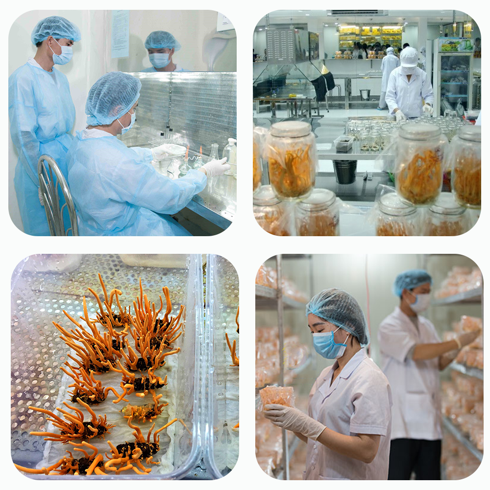  Nơi bán Đông trùng hạ thảo Toro - Sấy thăng hoa nguyên sợi cải thiện chức năng sinh lý - Hũ 10g mới nhất